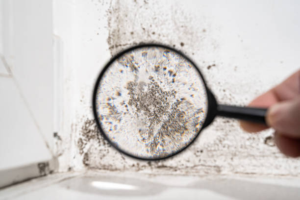 Best Mold Odor Removal Services  in Cherry Hill Mall, NJ